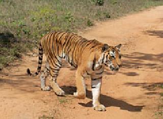 The new problem of tigers migrations | वाघांच्या स्थलांतरणाची नवी समस्या