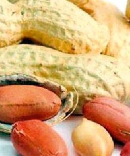 Groundnut seeds will get 60% subsidy | ६० टक्के अनुदानावर मिळणार भुईमूग बियाणे