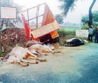 Traffic accident with animals transport | जनावरांची वाहतूक करणाऱ्या ट्रकला अपघात