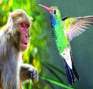 American hummingbird and Indian monkeys! | अमेरिकन हमिंगबर्ड अन् भारतीय माकडं!