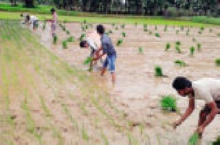 Summer rice husk 0.19 percent | उन्हाळी भातपिकाची रोवणी ०.१९ टक्के