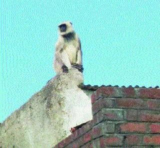 In search of water for wildlife! | तृषार्त वन्यजीव पाण्याच्या शोधात!