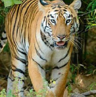 The need for measures to prevent attacks on tigers from humans | मानवावरील वाघाचे हल्ले रोखण्यासाठी उपाययोजनांची गरज