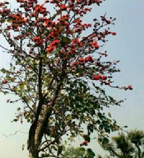 Poor blossom: | पळस फुलला :