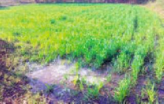 Wheat growth will be eroded by changes in the environment | वातावरणातील बदलाने गव्हाची वाढ खुंटली