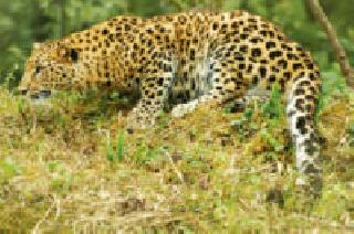 Where did the leopard went? | गोरेवाड्यातील बिबट गेला कुठे?