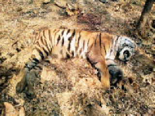 A tiger death again in the screw | पेंचमध्ये पुन्हा एका वाघाचा मृत्यू