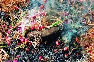 Burned onion harvested | काढणीला आलेला कांदा जाळला