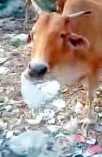 100 cows die every year due to drinking plastic bags | प्लास्टिक पिशव्या खाल्ल्याने वर्षभरात शंभर गायींचा मृत्यू