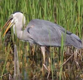 VIDEO - In just 30 seconds, the crocodile's pigeon was swallowed | VIDEO - फक्त 30 सेकंदांत मगरीच्या पिलाला गिळलं बगळ्यानं