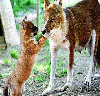 Competitor wildlife lives with each other | स्पर्धक वन्यजीव एकमेकांसह राहतात