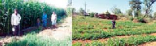 Mango cultivation of Shankarnagar | शंकरनगरात फुलली मक्याची शेती Mango cultivation of Shankarnagar | शंकरनगरात फुलली मक्याची शेती