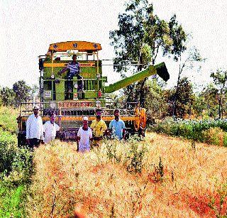 Wheat speed in the Khor area | खोर परिसरात गहूकाढणीला वेग