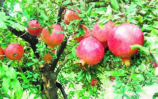 Four tonnes of pomegranate stolen in Wayagaon | वायगाव येथे चार टन डाळिंबाची चोरी Four tonnes of pomegranate stolen in Wayagaon | वायगाव येथे चार टन डाळिंबाची चोरी