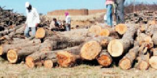 Many farmers who break the trees find trouble | झाडे तोडणारे अनेक शेतकरी सापडले अडचणीत Many farmers who break the trees find trouble | झाडे तोडणारे अनेक शेतकरी सापडले अडचणीत