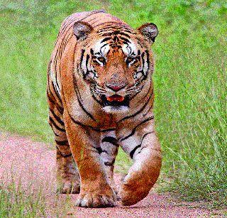 Committee to World Tourism in Tadoba | ताडोबा जागतिक पर्यटन स्थळ करण्यासाठी समिती