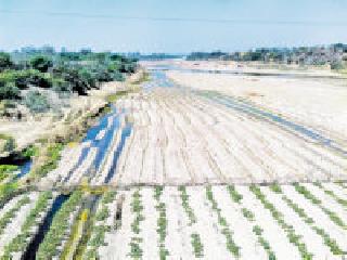 Dangrachi farming flourished: | डांगराची शेती बहरली :