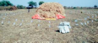 Buildings built for crop protection ... | पीक संरक्षणाकरिता बांधले तोरण... Buildings built for crop protection ... | पीक संरक्षणाकरिता बांधले तोरण...