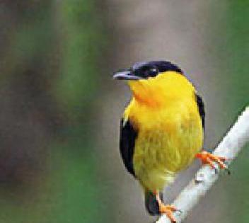 Seven lakh birds recorded | सात लाख पक्ष्यांची नोंद