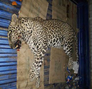 Leopard death in highway accident | हायवेवरील अपघातात बिबट्याचा मृत्यू