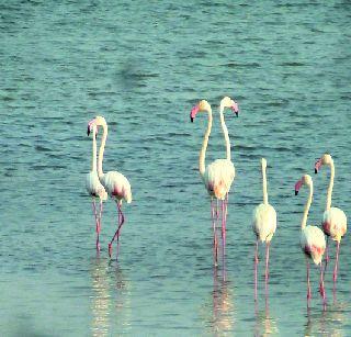 Birds of birds full of ottiwadi ponds | औटीवाडीच्या तलावात भरली पक्ष्यांची शाळा