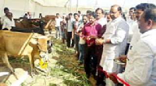 Animal Husbandry and Dairying | पशुपालन, दुग्धउत्पादनाचा जोडधंदा शेतकऱ्यांसाठी गरजेचा Animal Husbandry and Dairying | पशुपालन, दुग्धउत्पादनाचा जोडधंदा शेतकऱ्यांसाठी गरजेचा