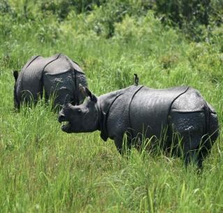 Due to Kaziranga documentary, the Tiger Reserve has a 5-year ban on the BBC | काझिरंगा डॉक्युमेंट्रीमुळे व्याघ्र प्रकल्पाची BBCवर ५ वर्षांची बंदी