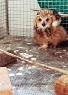 The rare euretian owl in Gorevada! | गोरेवाड्यात दुर्मिळ युरेशियन घुबड!