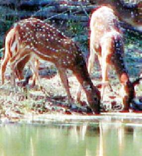 २७६ स्रोत भागविणार वन्यप्राण्यांची तहान