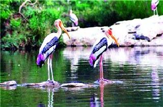 Foreign guests leave; Host birds stay! | विदेशी पाहुणे रवाना; यजमान पक्ष्यांचा मुक्काम ! Foreign guests leave; Host birds stay! | विदेशी पाहुणे रवाना; यजमान पक्ष्यांचा मुक्काम !