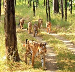 Red alert in six Tiger projects in the state | राज्यातील सहा व्याघ्र प्रकल्पांत ‘रेड अलर्ट’ Red alert in six Tiger projects in the state | राज्यातील सहा व्याघ्र प्रकल्पांत ‘रेड अलर्ट’