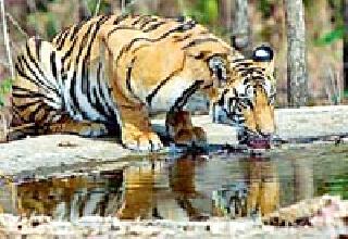 Panavathi on two tens of tiger reserves | व्याघ्र प्रकल्पात दोन किलोमीटरवर पाणवठे Panavathi on two tens of tiger reserves | व्याघ्र प्रकल्पात दोन किलोमीटरवर पाणवठे