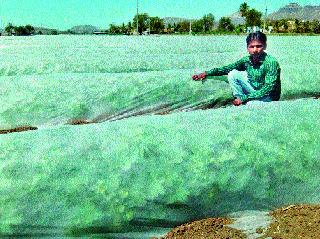 Unique experiments in the field | शेतात अनोखा प्रयोग Unique experiments in the field | शेतात अनोखा प्रयोग