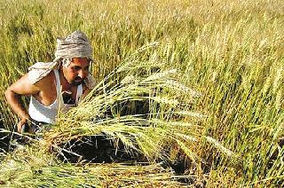 Jigar farmers beat the tractor company | जिगरबाज शेतकऱ्यांनी ट्रॅक्टर कंपनीला नमविले