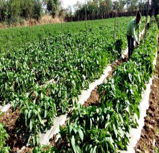 Floodwood farming in Nashik district | नाशिक जिल्ह्यात माळरानावर फुलविली शेती