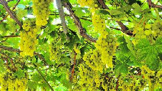42 thousand tons of grapes exported | 42 हजार टन द्राक्षांची निर्यात 42 thousand tons of grapes exported | 42 हजार टन द्राक्षांची निर्यात