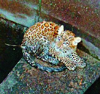 Leopard jerband at Mahalkheda Shivar | महालखेडा शिवारात बिबट्या जेरबंद Leopard jerband at Mahalkheda Shivar | महालखेडा शिवारात बिबट्या जेरबंद