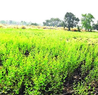 Pulses farming on natural moisture | नैसर्गिक ओलाव्यावर कडधान्य शेती