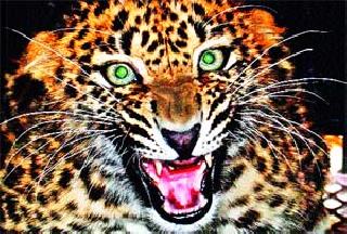 Leopard killed the cow | बिबट्याच्या हल्ल्यात गाय ठार Leopard killed the cow | बिबट्याच्या हल्ल्यात गाय ठार