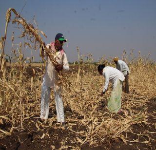 Due to the rainy season, there is a rush of harvest in Solapur district | पावसाच्या इशा-यामुळे सोलापूर जिल्ह्यात सुगीची घाई Due to the rainy season, there is a rush of harvest in Solapur district | पावसाच्या इशा-यामुळे सोलापूर जिल्ह्यात सुगीची घाई