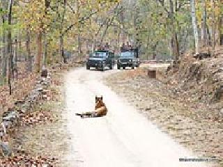 'Jungle Safari' for the quarry? | पेंचमधील ‘जंगल सफारी’ कुणासाठी? 'Jungle Safari' for the quarry? | पेंचमधील ‘जंगल सफारी’ कुणासाठी?