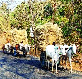 The way to get rid of the bullock cart | बैलगाडी नामशेष होण्याच्या मार्गावर