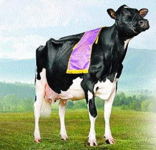 This is the world's richest cow | ही आहे जगातील सर्वांत श्रीमंत गाय