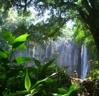 Biodiversity needs to be planted for native plants | जैवविविधता जपण्यासाठी देशी झाडांची लागवड गरजेची Biodiversity needs to be planted for native plants | जैवविविधता जपण्यासाठी देशी झाडांची लागवड गरजेची