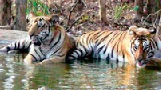 Red alert in the six tiger reserves of the state | राज्यातील सहा व्याघ्र प्रकल्पात रेड अलर्ट