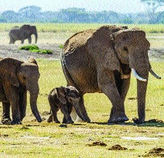 The elephant suffers only two hours of sleep | हत्तीला पुरते फक्त दोन तासांची झोप