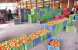Vegetable buyer's finishing .. | भाजीपाला खरेदीदारांचा संप मागे.. Vegetable buyer's finishing .. | भाजीपाला खरेदीदारांचा संप मागे..