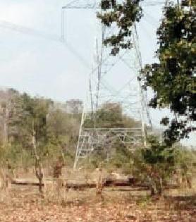 Electricity killed three bulls with the help of a telegraph | वीज तारांच्या स्पर्शाने तीन बैल ठार Electricity killed three bulls with the help of a telegraph | वीज तारांच्या स्पर्शाने तीन बैल ठार