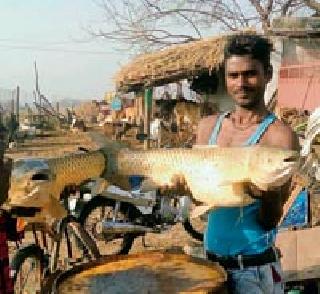 Hundreds of fish died due to the hail | गारांमुळे शेकडो मासोळ्या मृत्यूमुखी