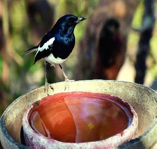 Bird calculation workshop in Washim tomorrow! | वाशिममध्ये उद्या पक्षी गणना कार्यशाळा!